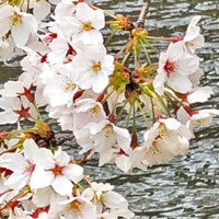 宇治川派流：桜１