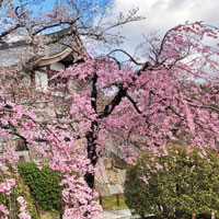 桃山城の桜１