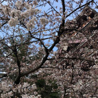 桃山城の桜２