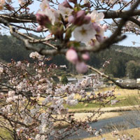 曽束の桜３