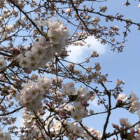 曽束の桜４