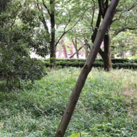 京都御苑：母と子の森４