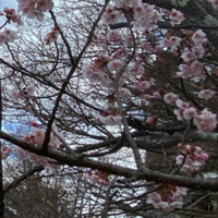 桃山城の桜
