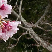 桃山城の桜
