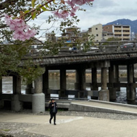 三条大橋の桜