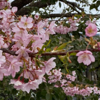 三条大橋の桜